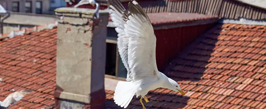 Residential Chimney Animal Removal Solution in Geneva, IL